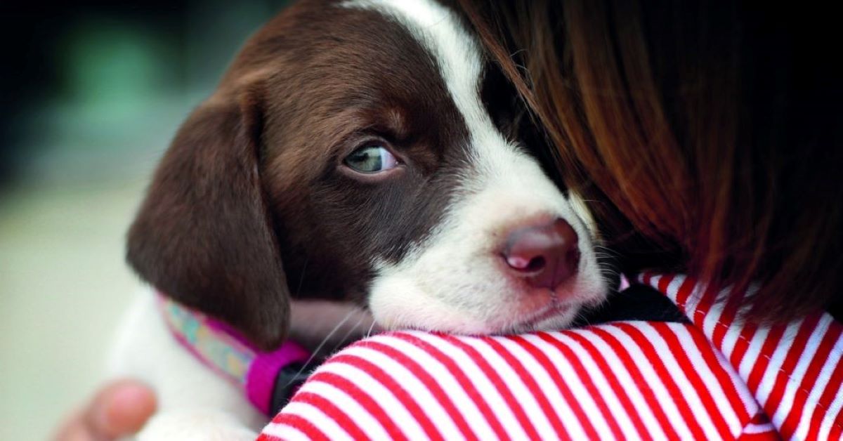 cucciolo di cane fa pipi per la paura