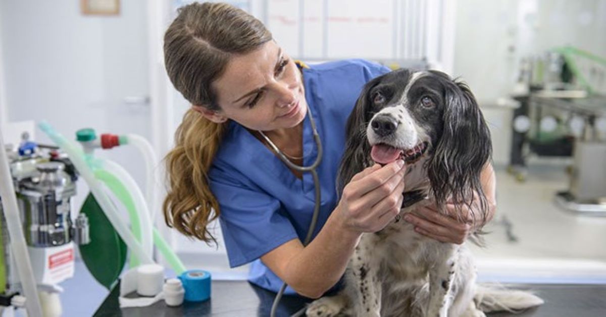 cucciolo di cane fa pipi per paura