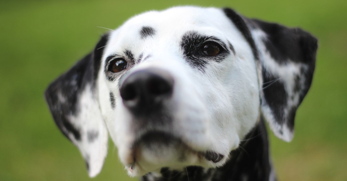 George, il cucciolo di dalmata che scende le scale per la prima volta  (VIDEO)