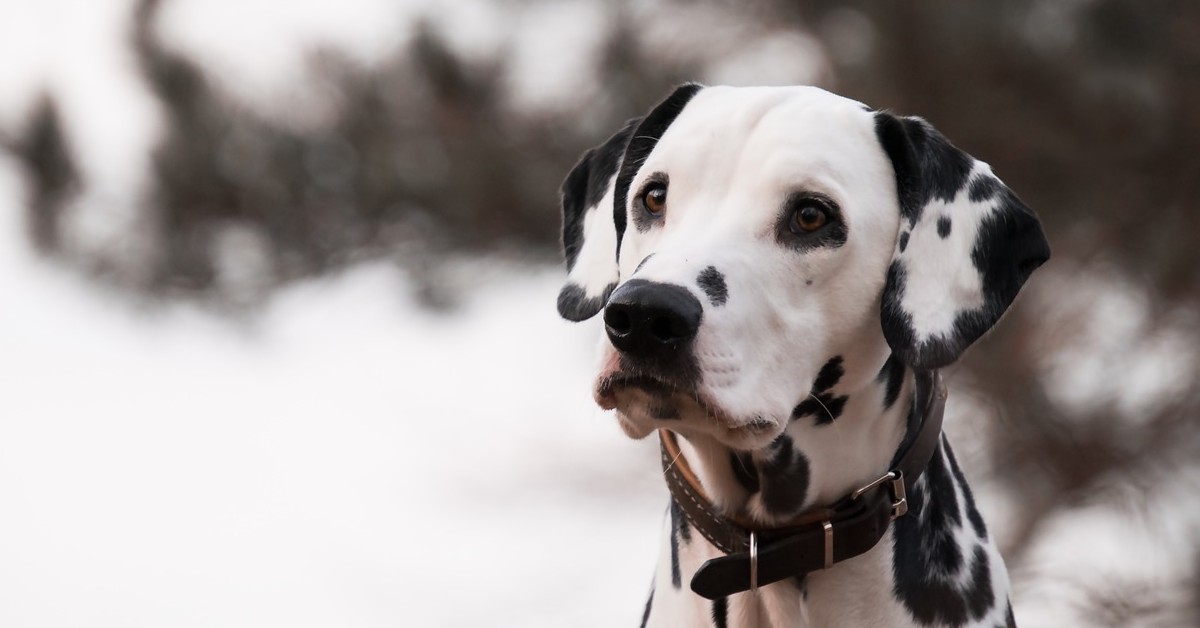 Cucciolo di dalmata sulle scale