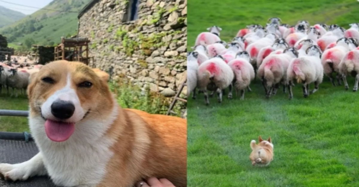 Daphne, il Corgi che lavora in fattoria con le pecore (VIDEO)