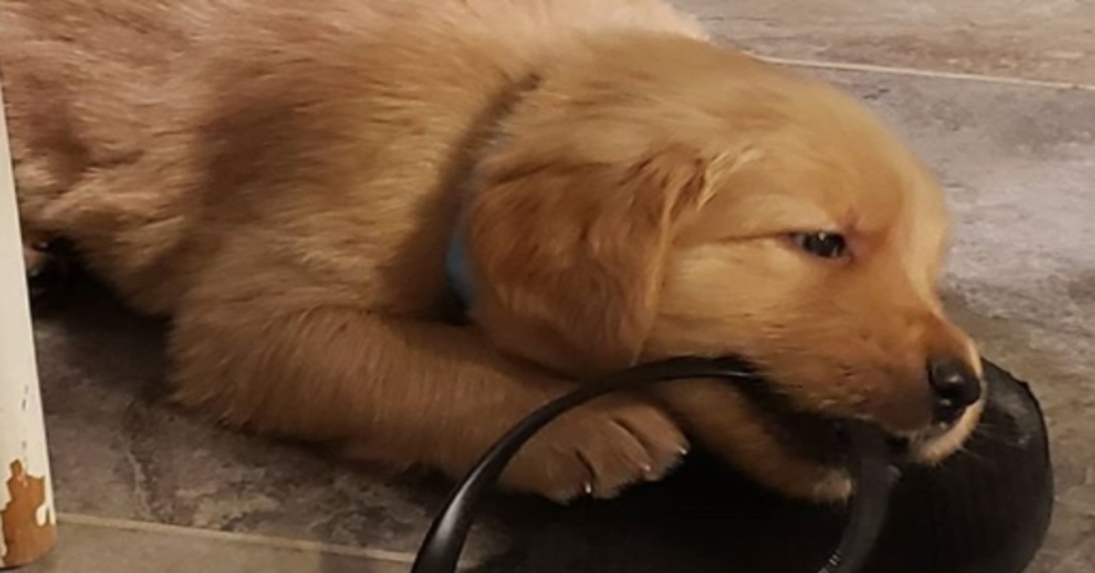 cucciolo di Golden Retriever gioca con una ciabatta