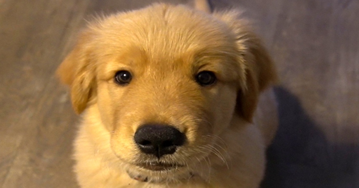 Dexter, il cucciolo di Golden Retriever che adora guardare la tv (VIDEO)