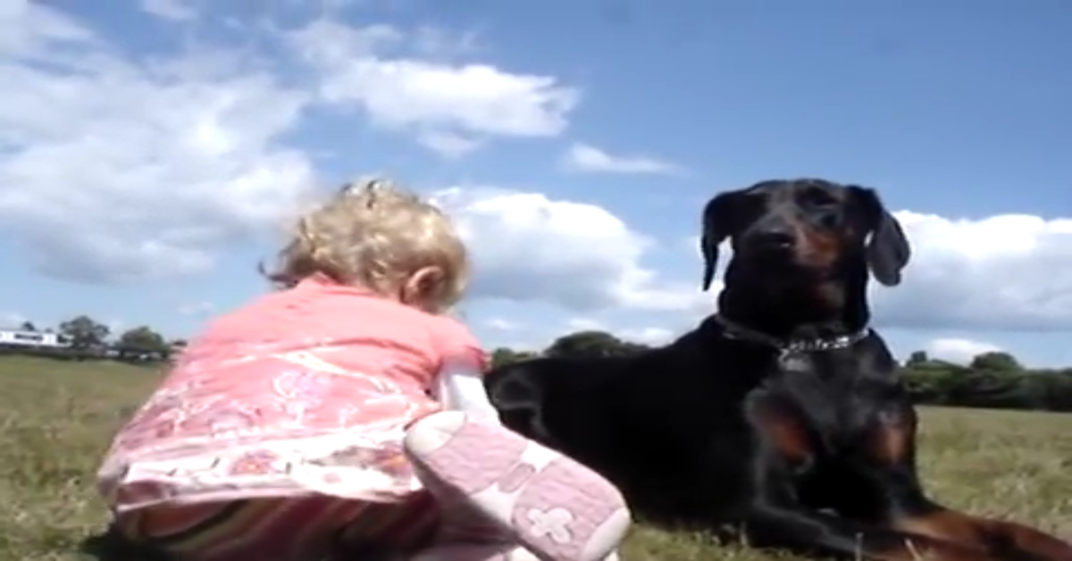 Un dolcissimo Doberman protegge la sorellina al parco (VIDEO)