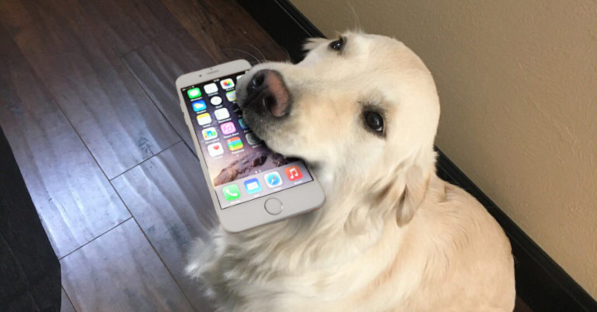 Un cane fa di tutto perché il suo padrone lasci il cellulare e lo abbracci (VIDEO)