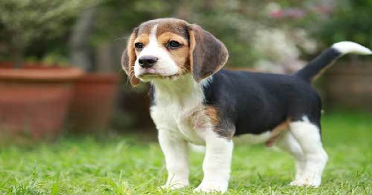 cucciolo di Beagle