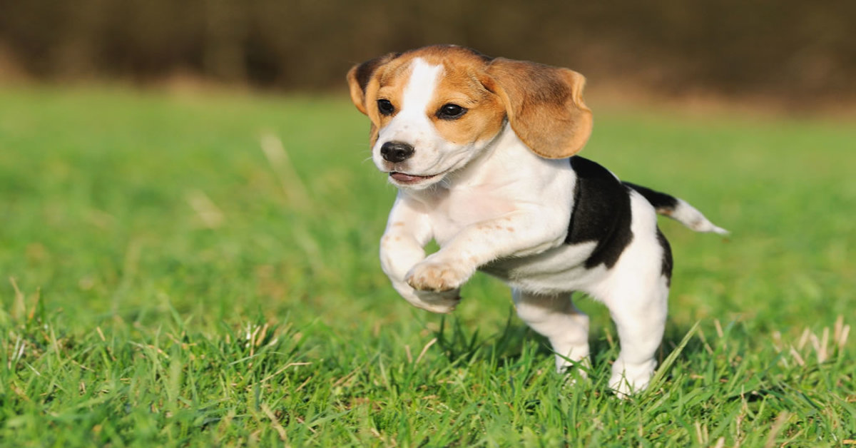 cucciolo di Beagle