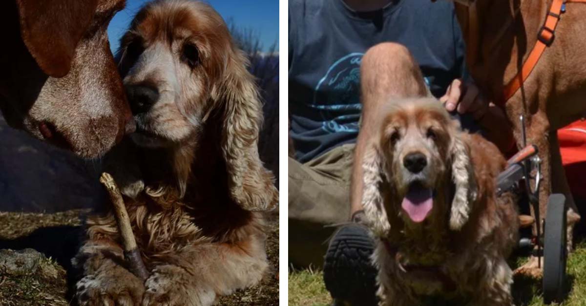 Dora, la cagnolina Cocker scampata all’eutanasia, che oggi è una gran camminatrice con il suo carrellino