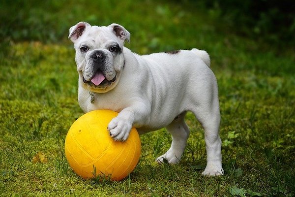 adottare un cagnolino