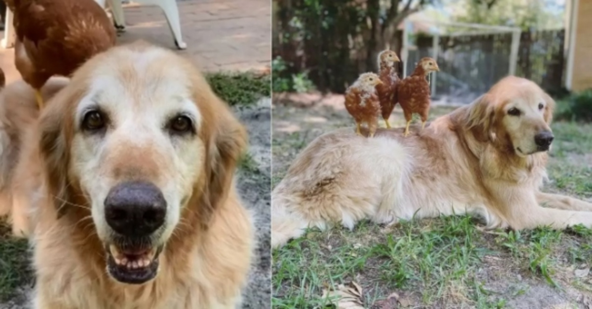 Finlay, il Golden Retriever amico delle galline (VIDEO)