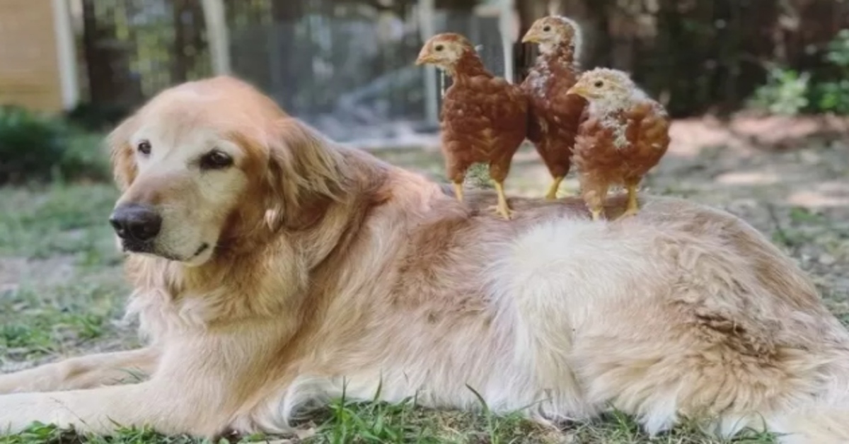 Golden Retriever amico delle galline