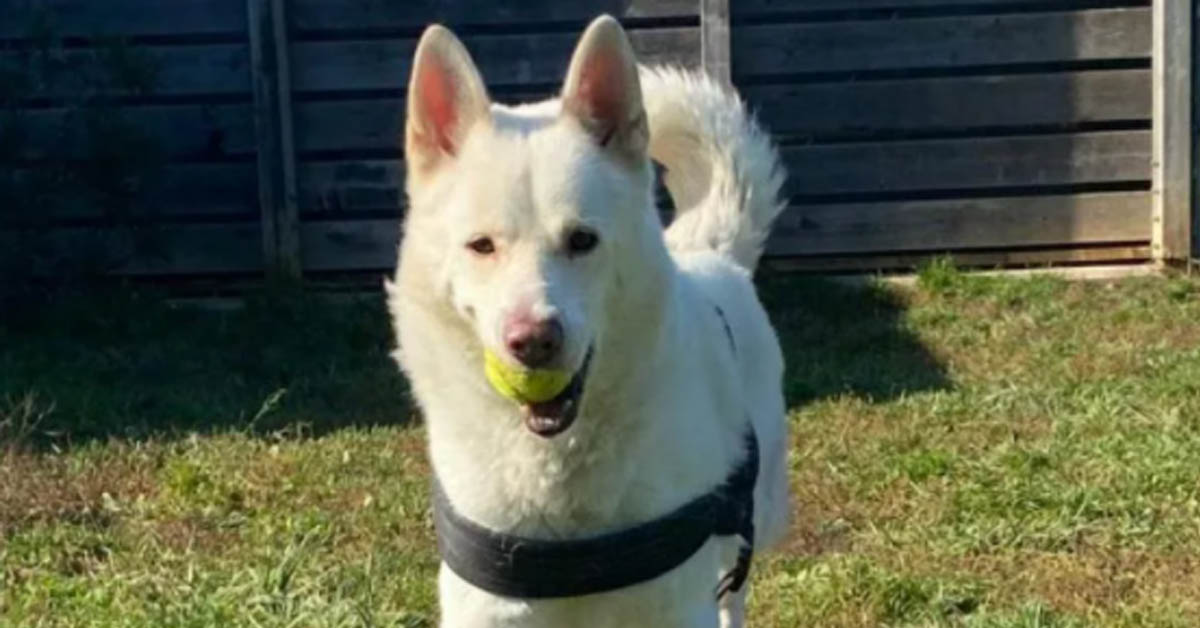 Garage, il cagnolino salvato a Monza dopo 5 mesi di prigionia che ora cerca la felicità