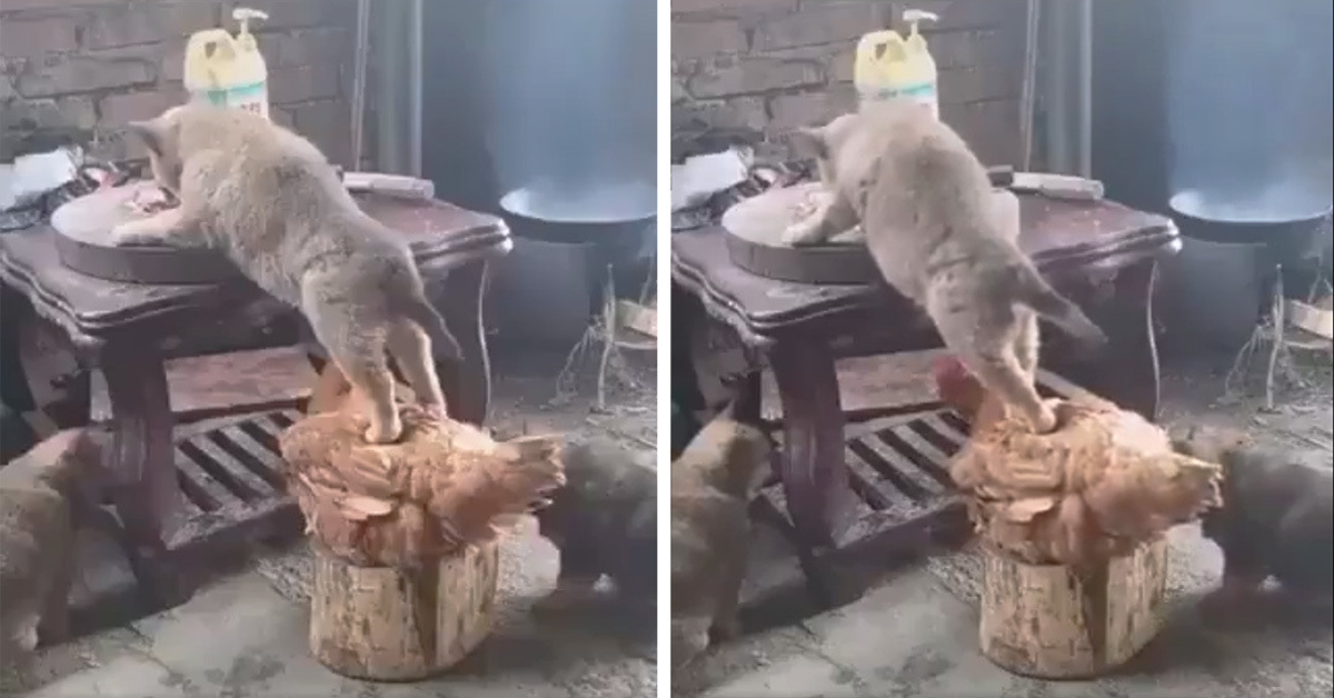 Un cucciolo si fa aiutare da un gallo per rubare del cibo (VIDEO)