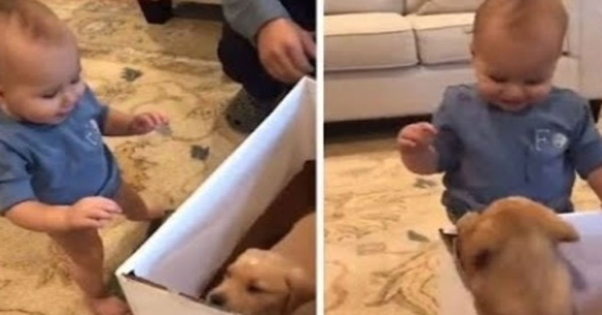 Golden Retriever a sorpresa: il cucciolo di cane spunta dalla scatola e il bambino non riesce a contenere la gioia (VIDEO)