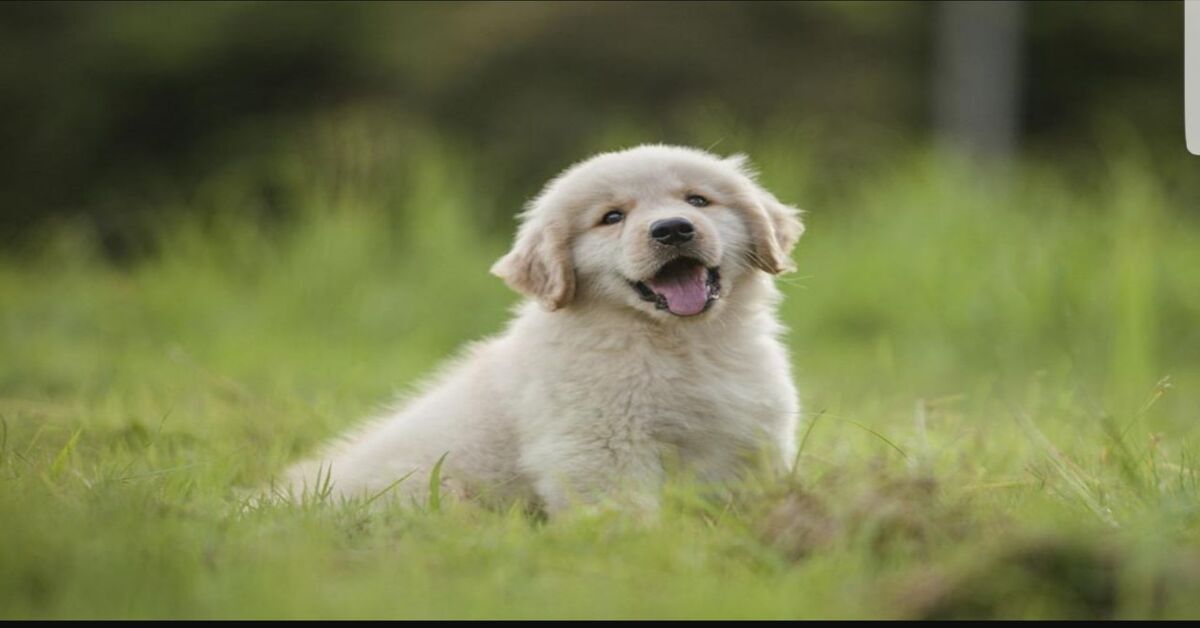 cucciolo di cane di Golden Retriever