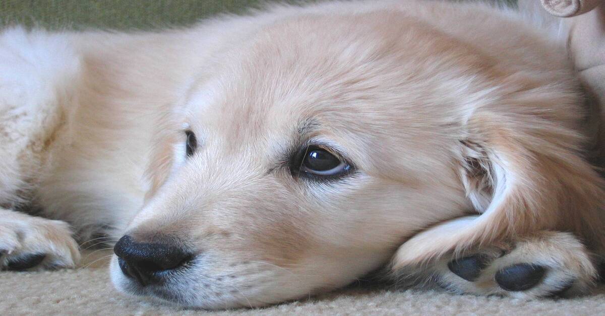 cucciolo di cane di Golden Retriever