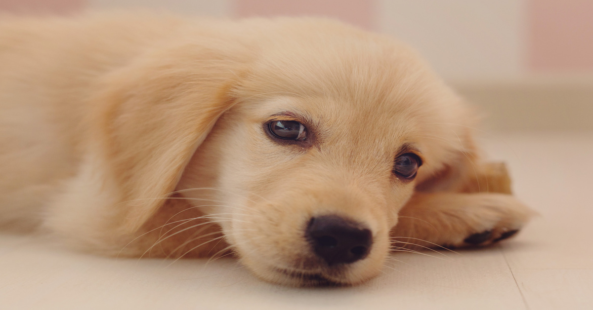 cucciolo di cane di Golden Retriever