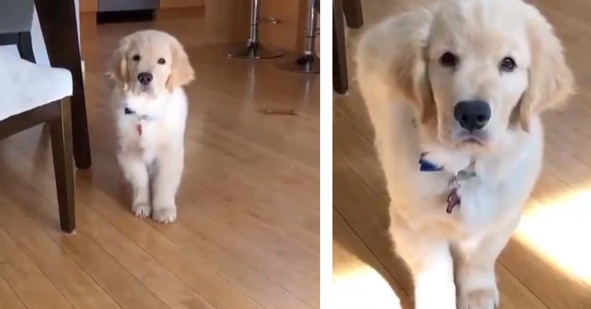 Golden Retriever all’assalto: il cucciolo di cane fa un tenero agguato alla proprietaria (video)