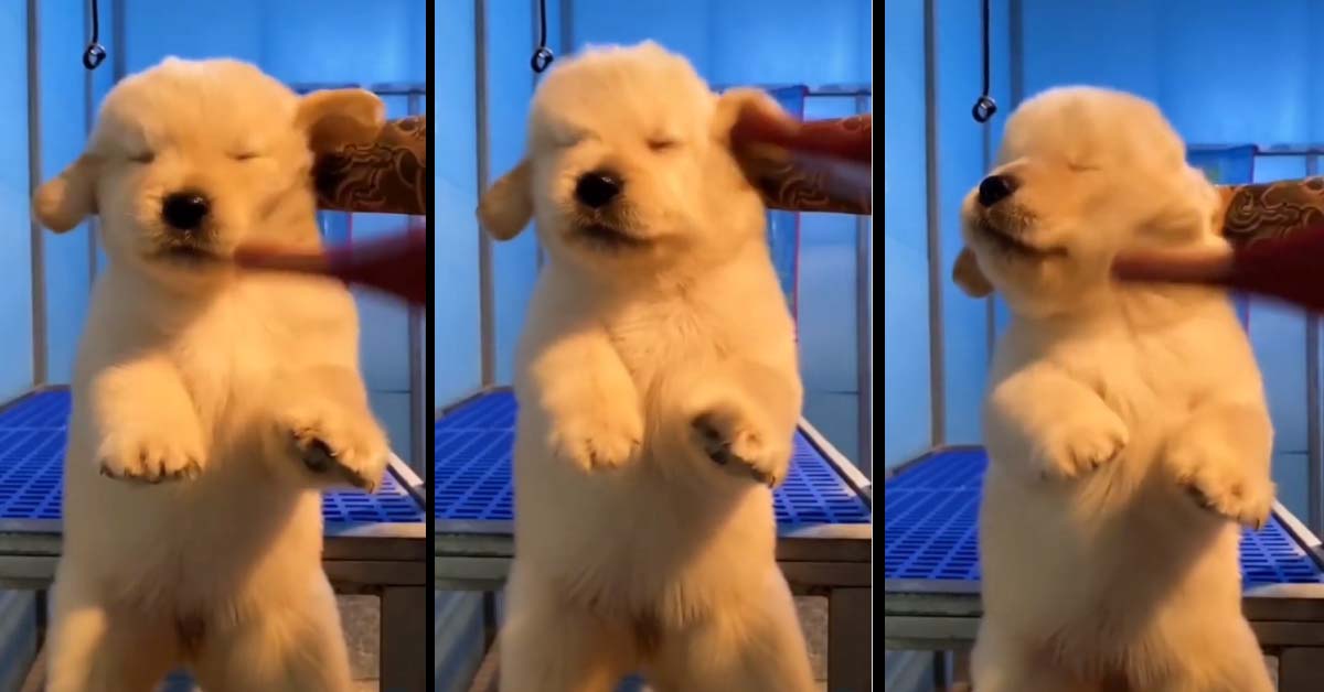 Golden Retriever felice: il cucciolo di cane si gode il “massaggio” del phon (video)