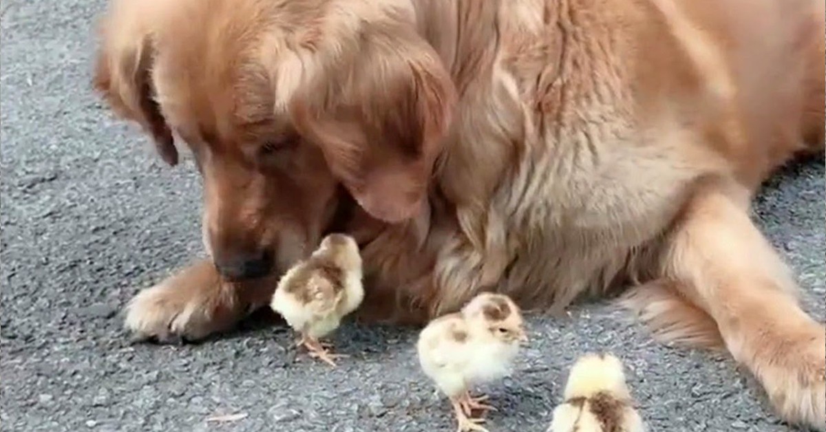 Un Golden Retriever guarda i pulcini e insieme giocano serenamente (VIDEO)