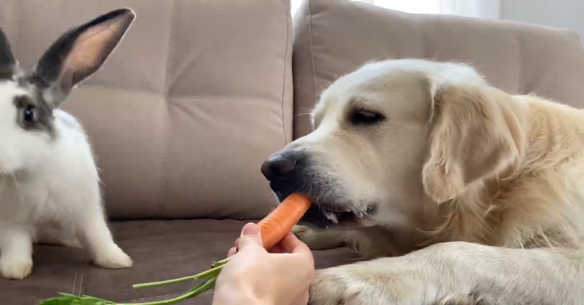 Bailey il Golden mangia una carota con Sam il coniglietto (VIDEO)