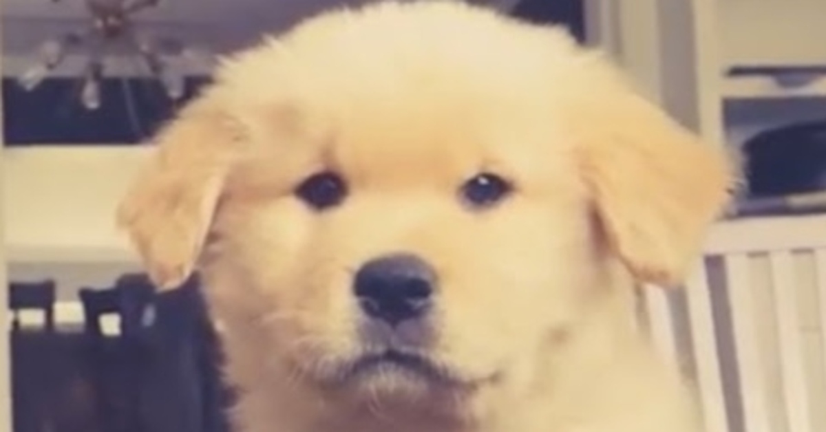 Gus Gus, il cucciolo di Golden Retriever che si diverte a giocare con le foglie (VIDEO)