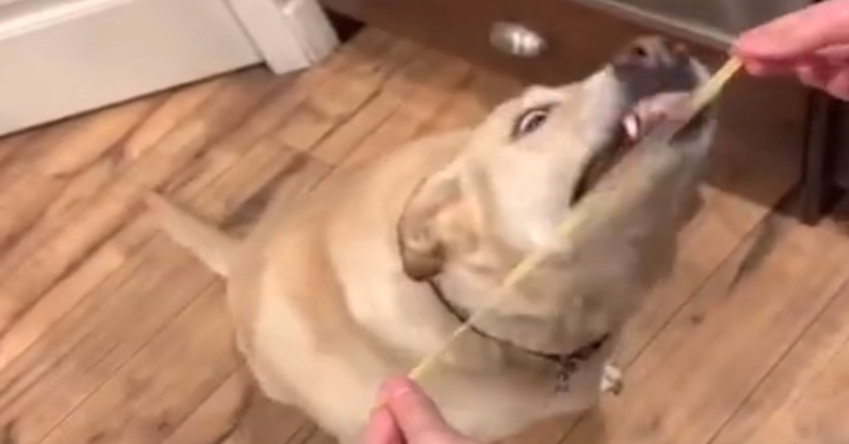 Labrador non riesce a mangiare i noodles