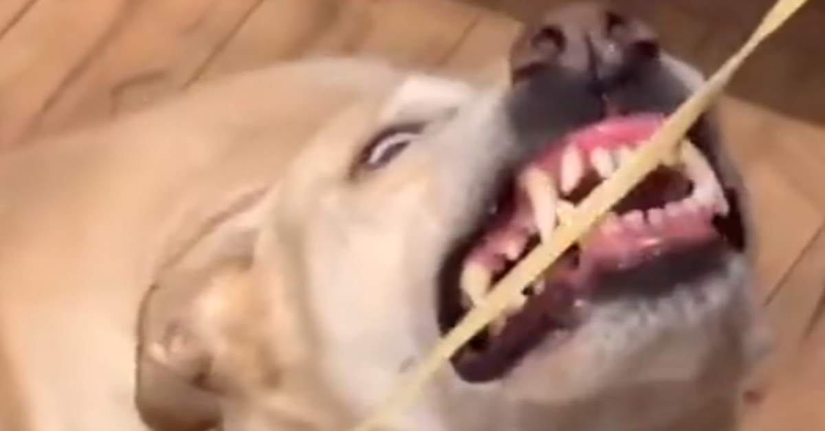 Labrador non riesce a mangiare i noodles