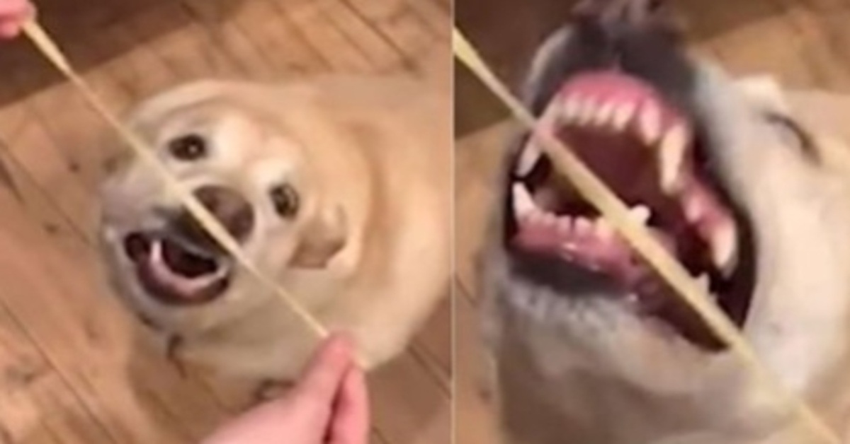 Honey, il Labrador che non riesce a mangiare i Noodles (VIDEO)