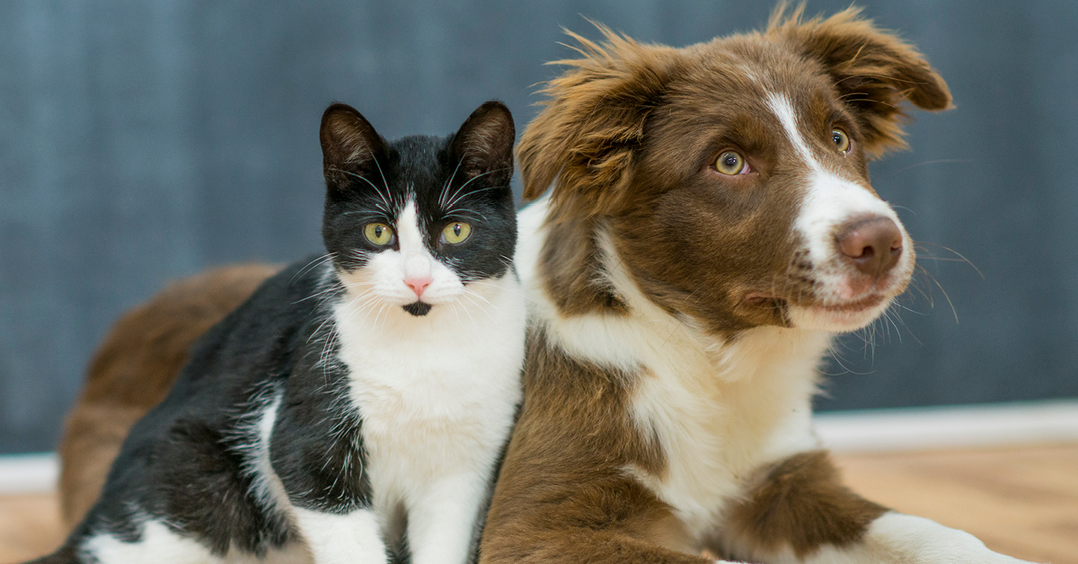 cane e gatto