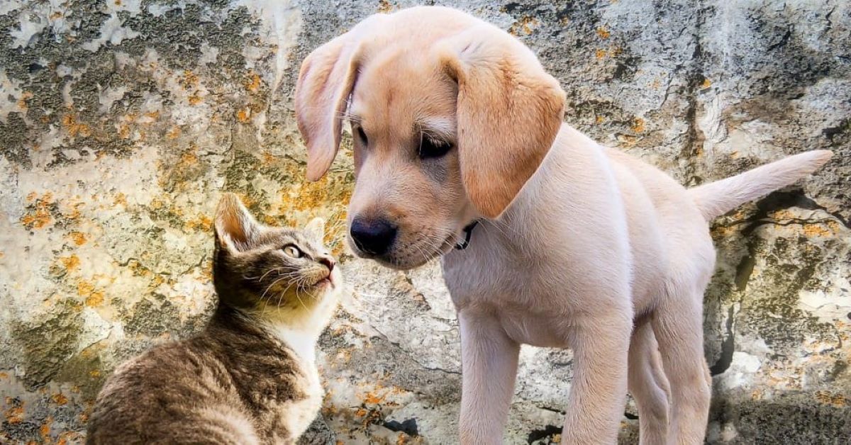 I cani sono più intelligenti dei gatti? O è il contrario?