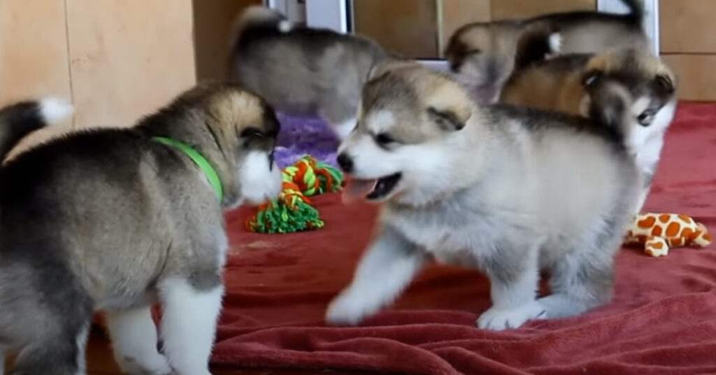 Cuccioli di Alaskan Malamute che giocano
