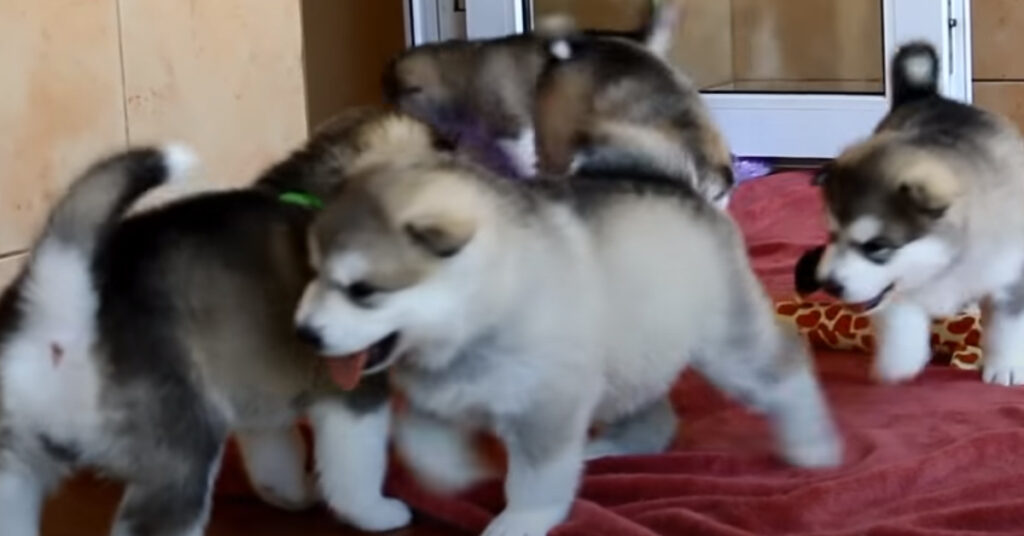 Cuccioli di Alaskan Malamute che giocano