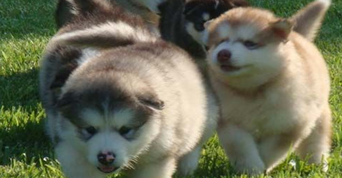 I cuccioli di Alaskan Malamute giocano spensierati (video)