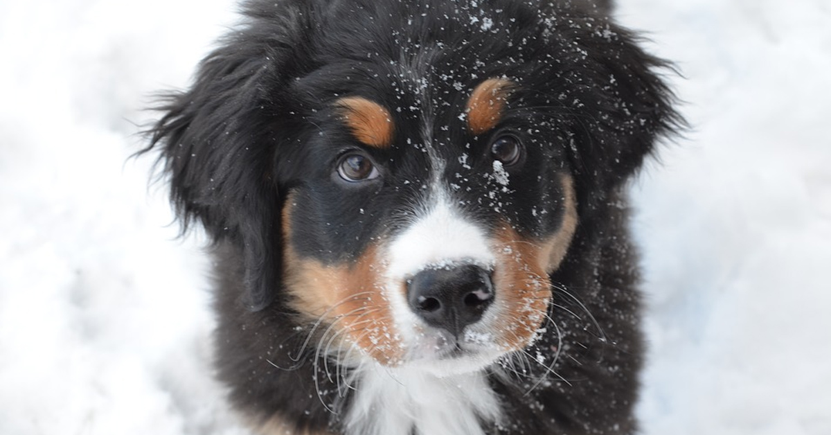 I cuccioli di Bovaro del Bernese scoprono la neve per la prima volta (video)