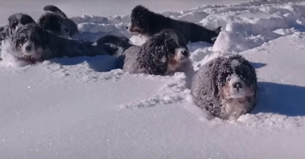 Cuccioli di Bovaro del Bernese nella neve