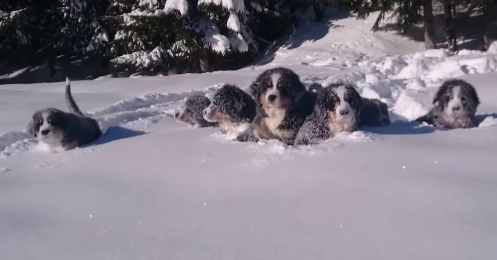 Cuccioli di Bovaro del Bernese nella neve