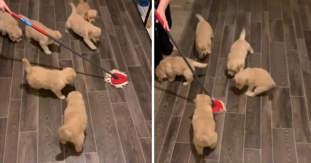I cuccioli di Golden Retriever aiutano (a modo loro) durante le pulizie (video)