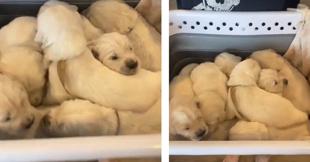I cuccioli di Golden Retriever appena nati dormono tutti insieme dentro ad un cestino (video)