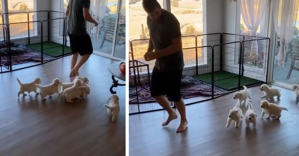 I cuccioli di Golden Retriever si allenano correndo insieme al proprietario (video)