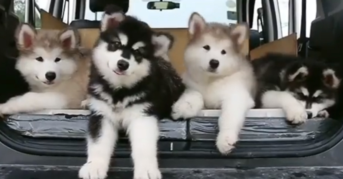 I cuccioli di Husky si muovono a tempo di musica e il video conquista il web