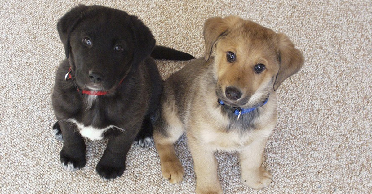 I cuccioli di Labrador litigano e la mamma interviene per rimproverarli (video)
