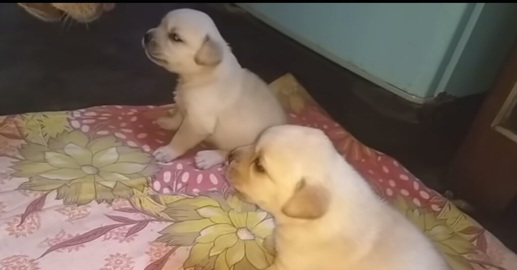 Cuccioli di Labrador litigano