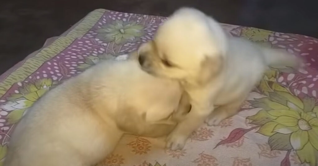 Cuccioli di Labrador litigano