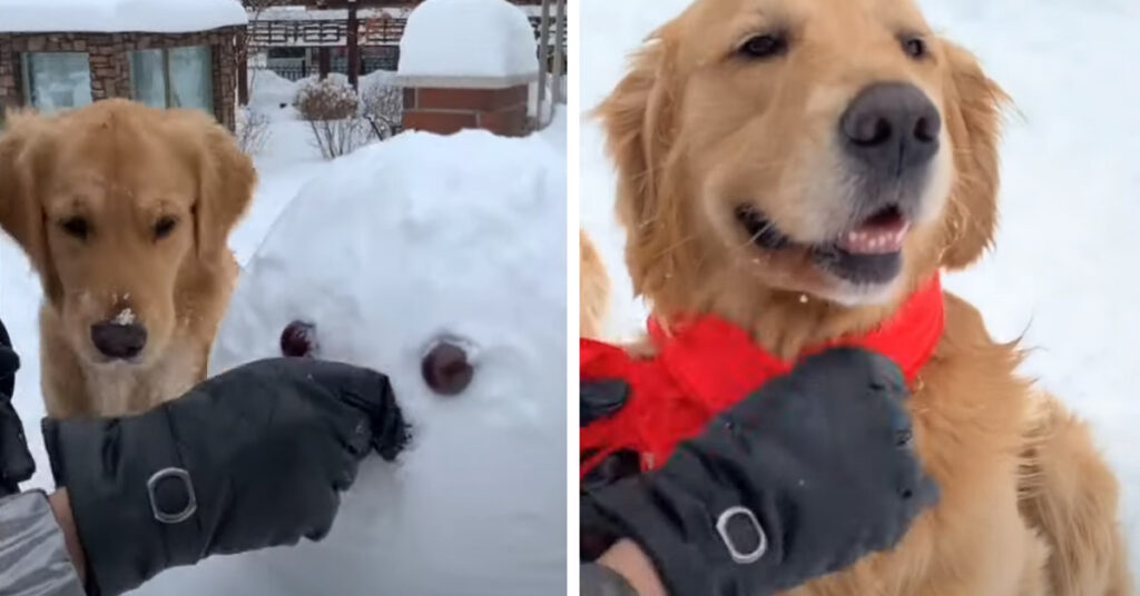 Golden Retriever con pupazzo di neve