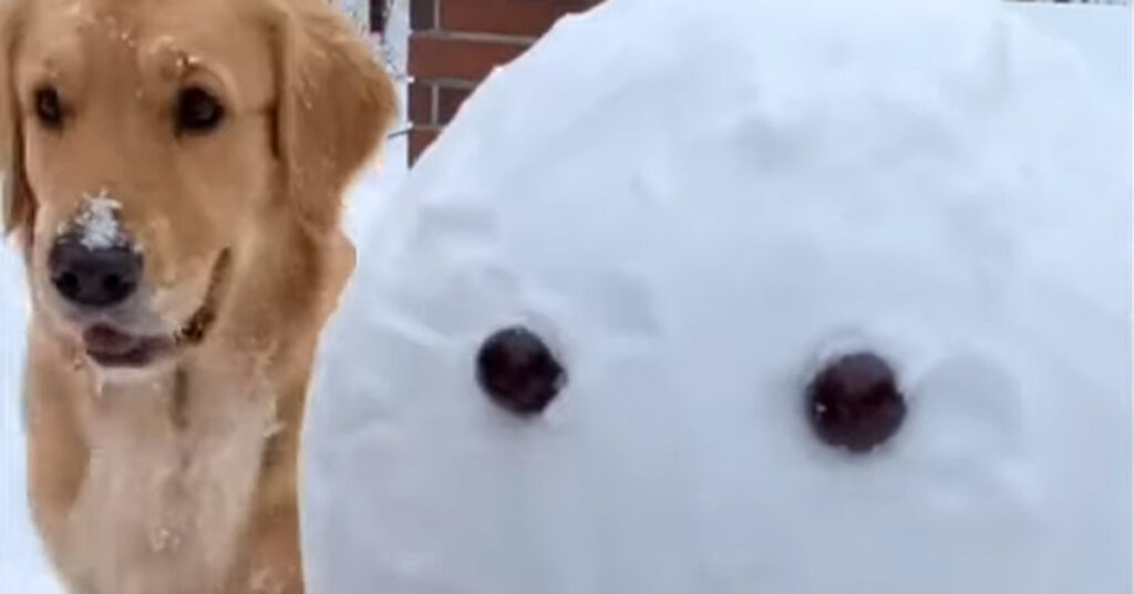 Golden Retriever con pupazzo di neve