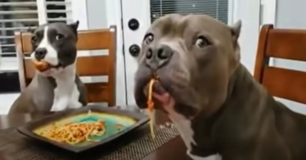 pitbull mangiano spaghetti