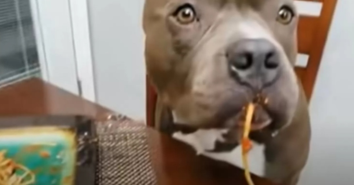 pitbull mangia gli spaghetti