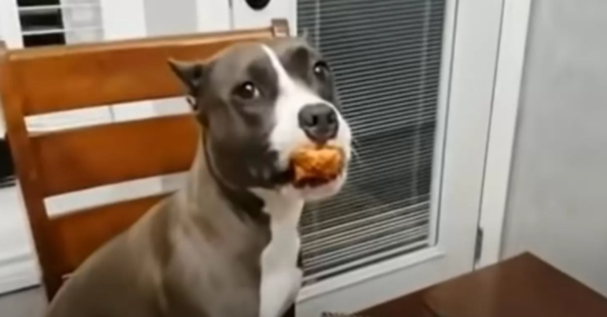 pitbull mangia gli spaghetti