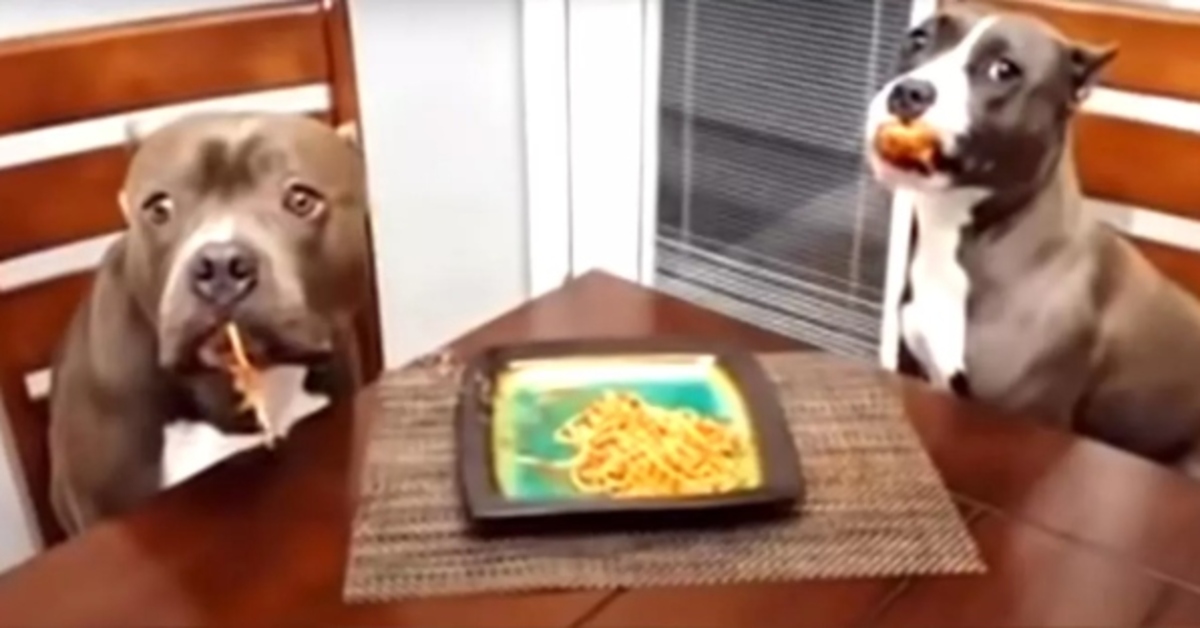 I due Pitbull vengono sorpresi a mangiare gli spaghetti: la loro espressione conquista tutti (VIDEO)